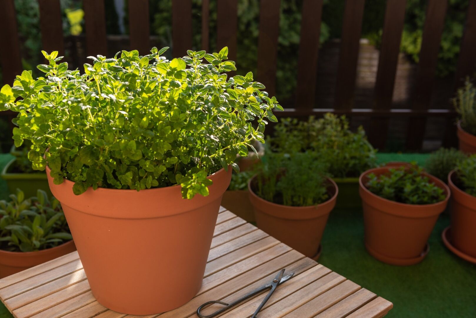 Oregano in einem Topf | Credit: iStock.com/merc67