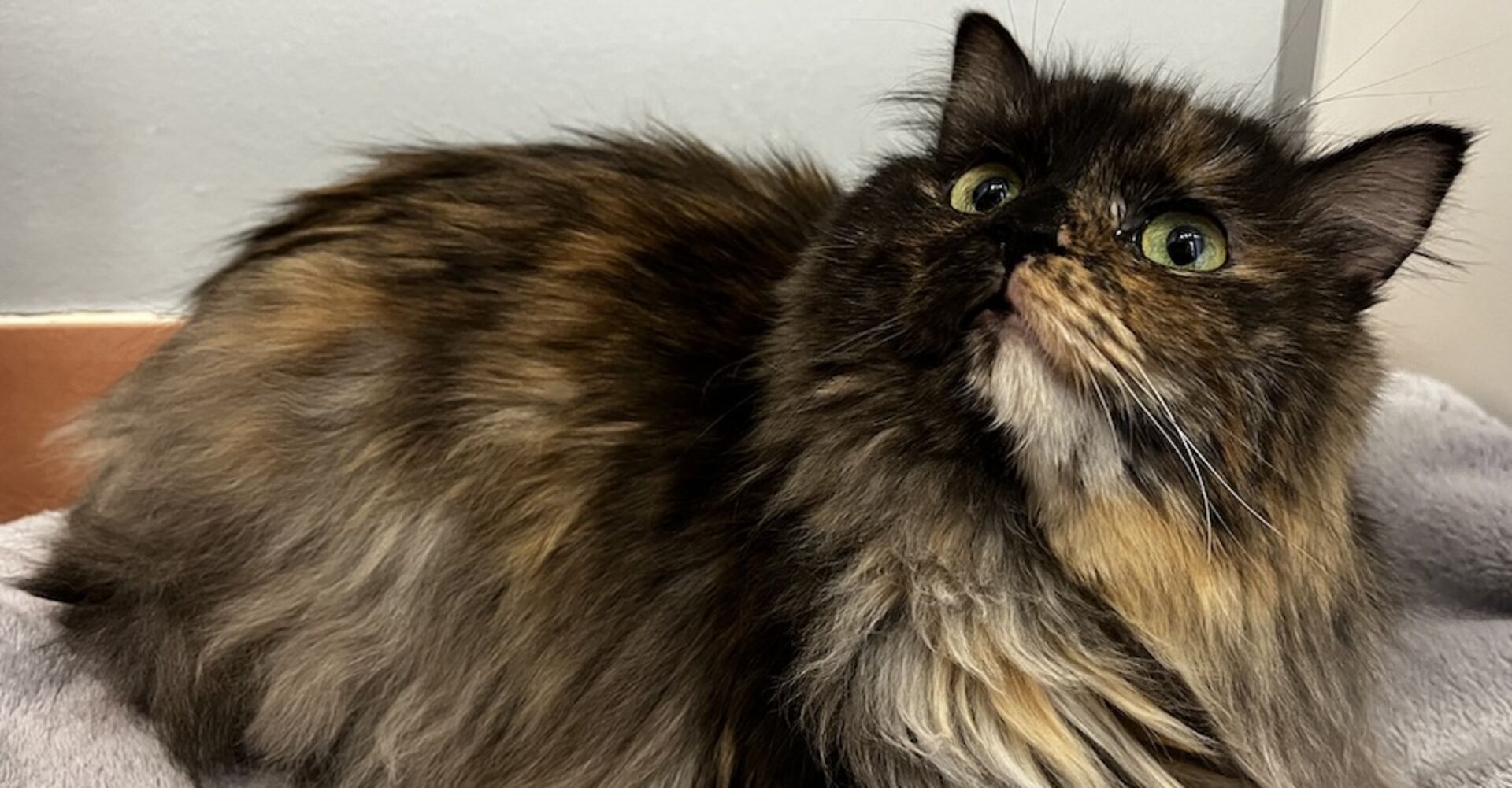 Langhaarkatze im TierQarTier Wien | Credit: TierQuarTier Wien