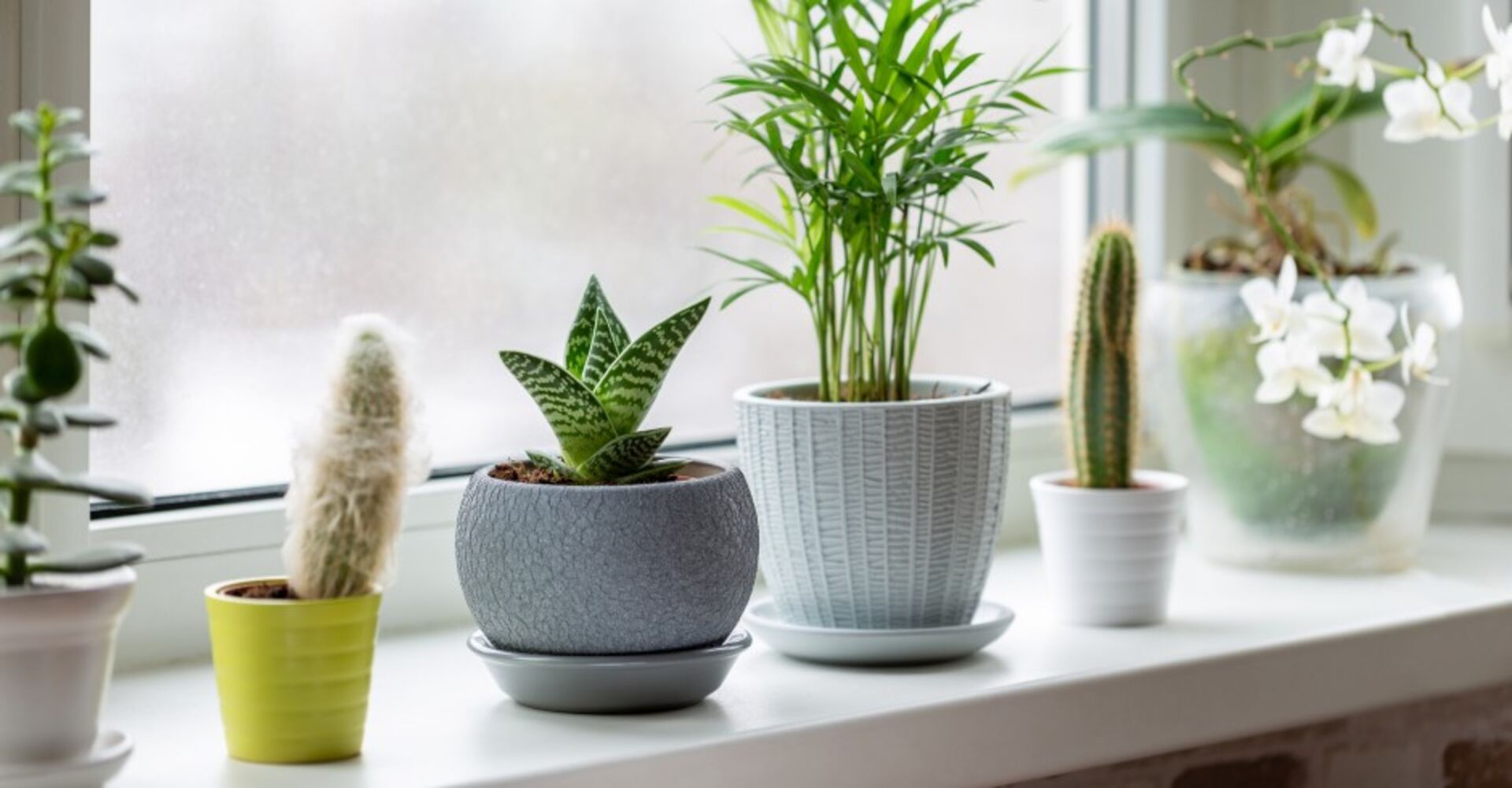 Fensterbrett mit Blumen | Credit: iStock.com/Geshas