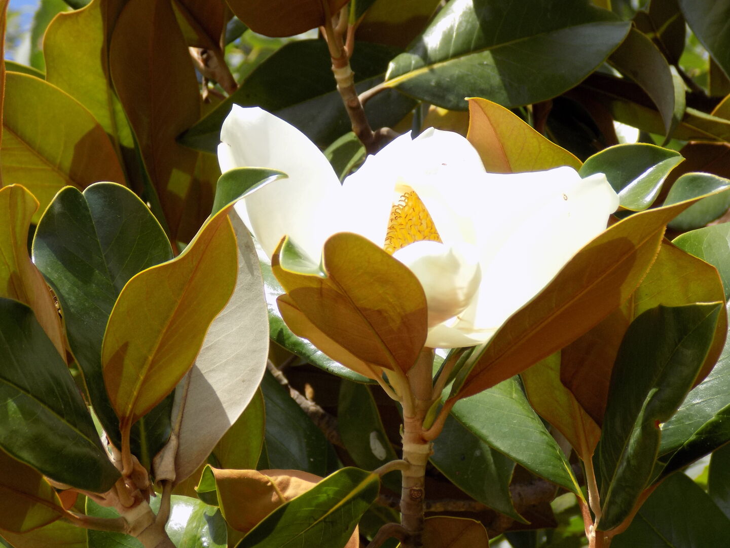 weiße Magnolie in einer Baumkrone | Credit: iStock.com/Magdevski