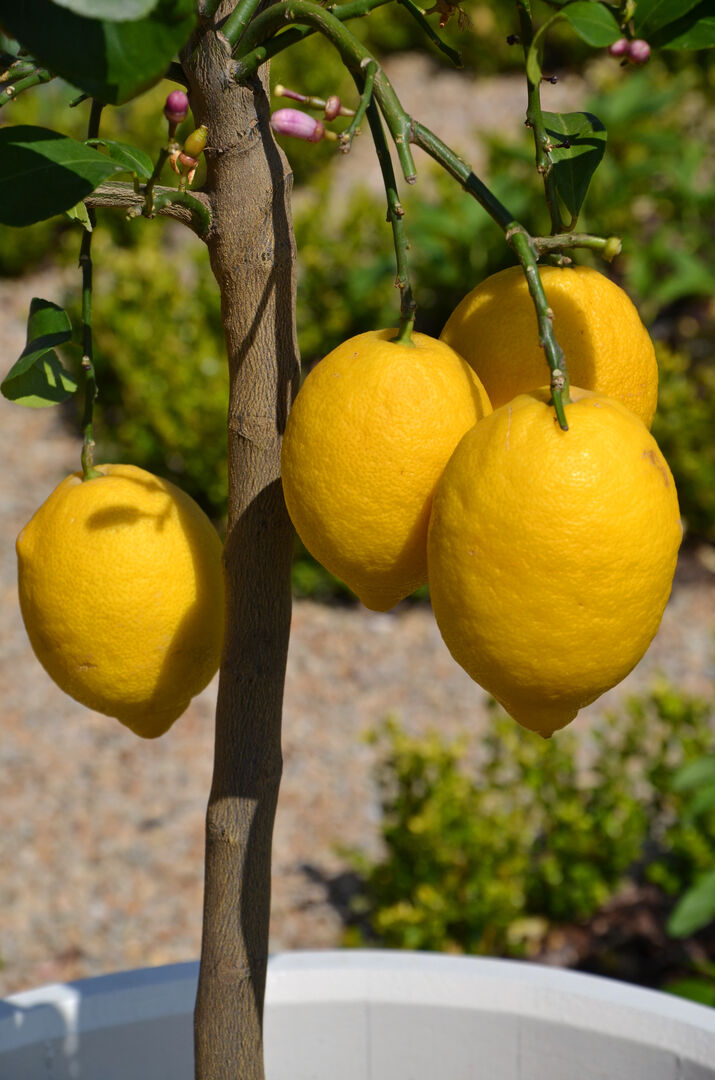 Zitronenbäumchen im Topf | Credit: iStock.com/Fotofreak75