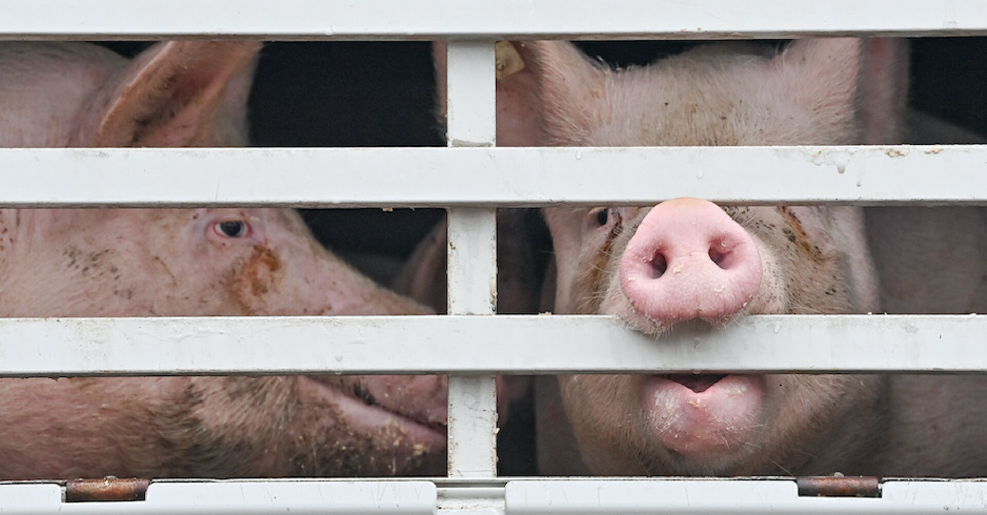 Zwei Schweine in einem Transporter