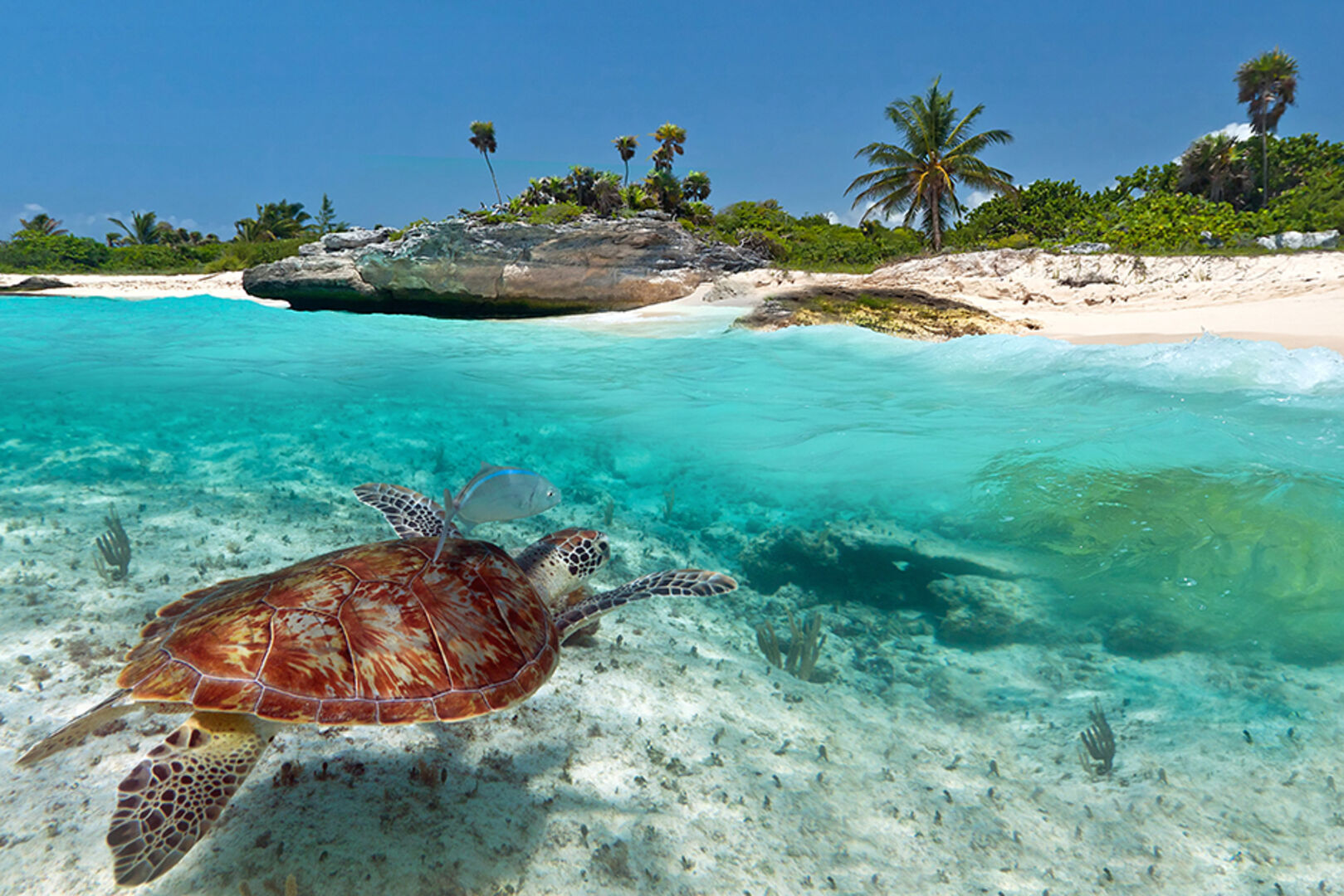 Schildkröte unter Wasser vor dem Playa del Carmen in Mexiko | Credit: iStock.com/Patryk_Kosmider