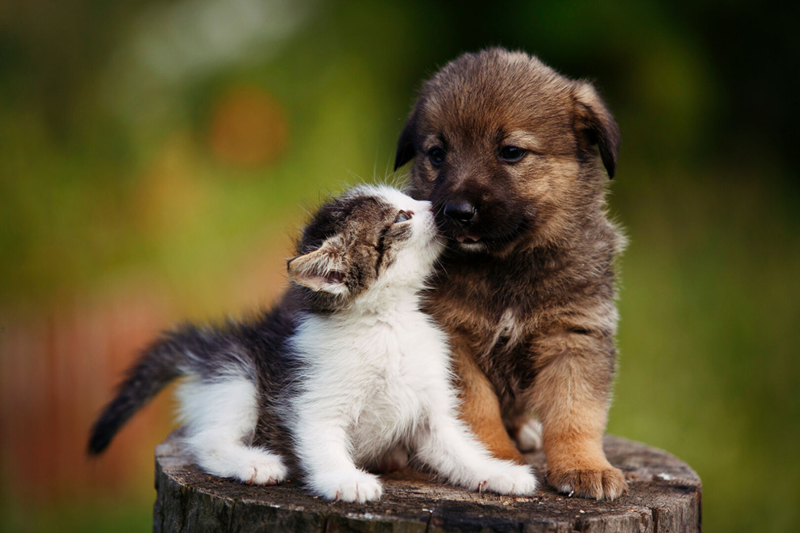 Kleine Katze und kleiner Hund kuscheln sich aneinander | Credit: iStock.com/Dixi
