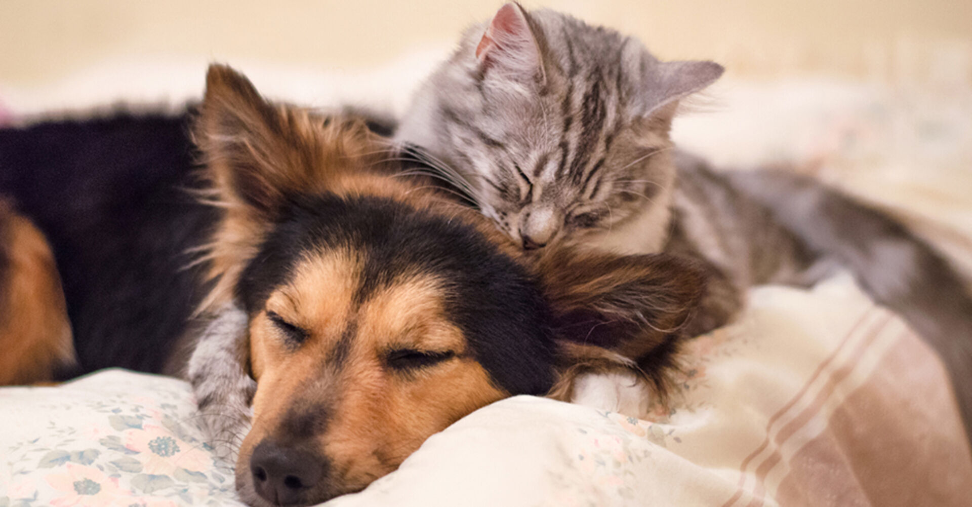 Eine Katze liegt auf einem Hund | Credit: iStock.com/WhitneySharp
