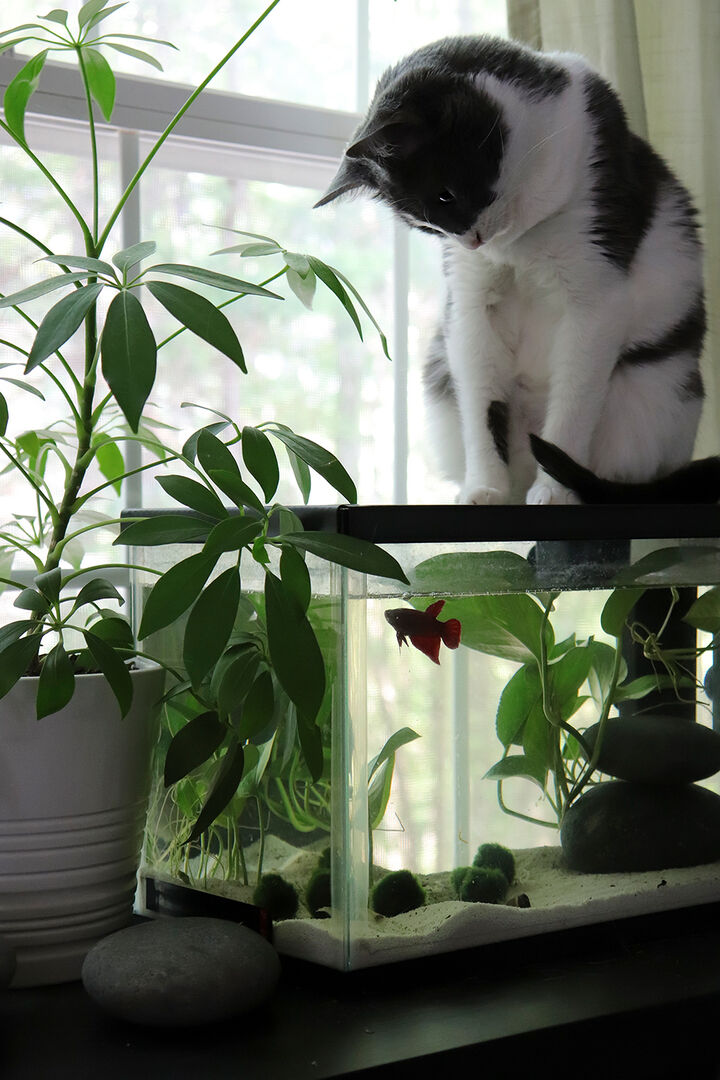 Katze sitzt auf einem geschlossenen Aquarium | Credit: iStock.com/Elan Irving