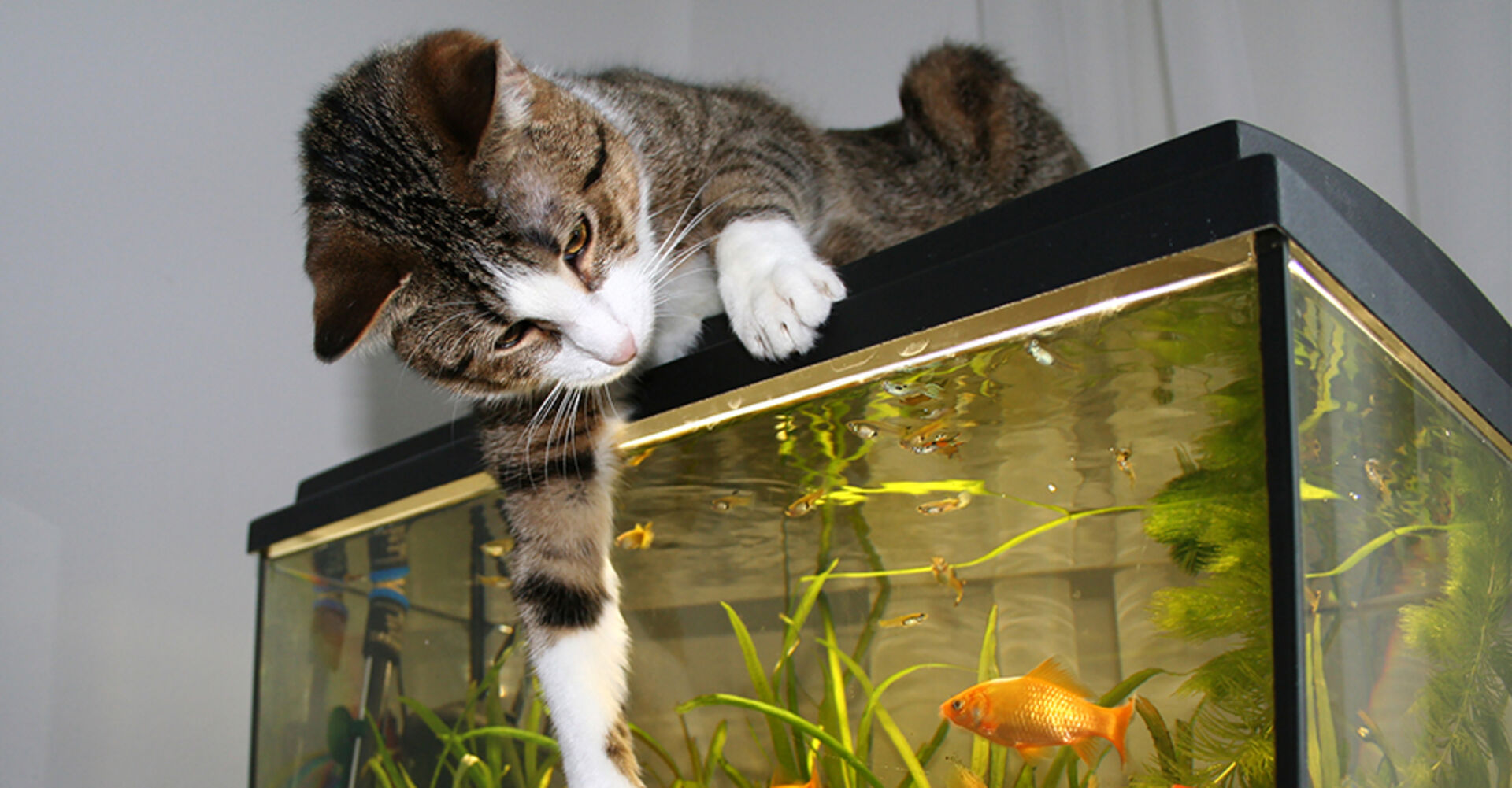 Katze liegt auf dem Deckel eines Aquariums | Credit: iStock.com/LeoMalsam