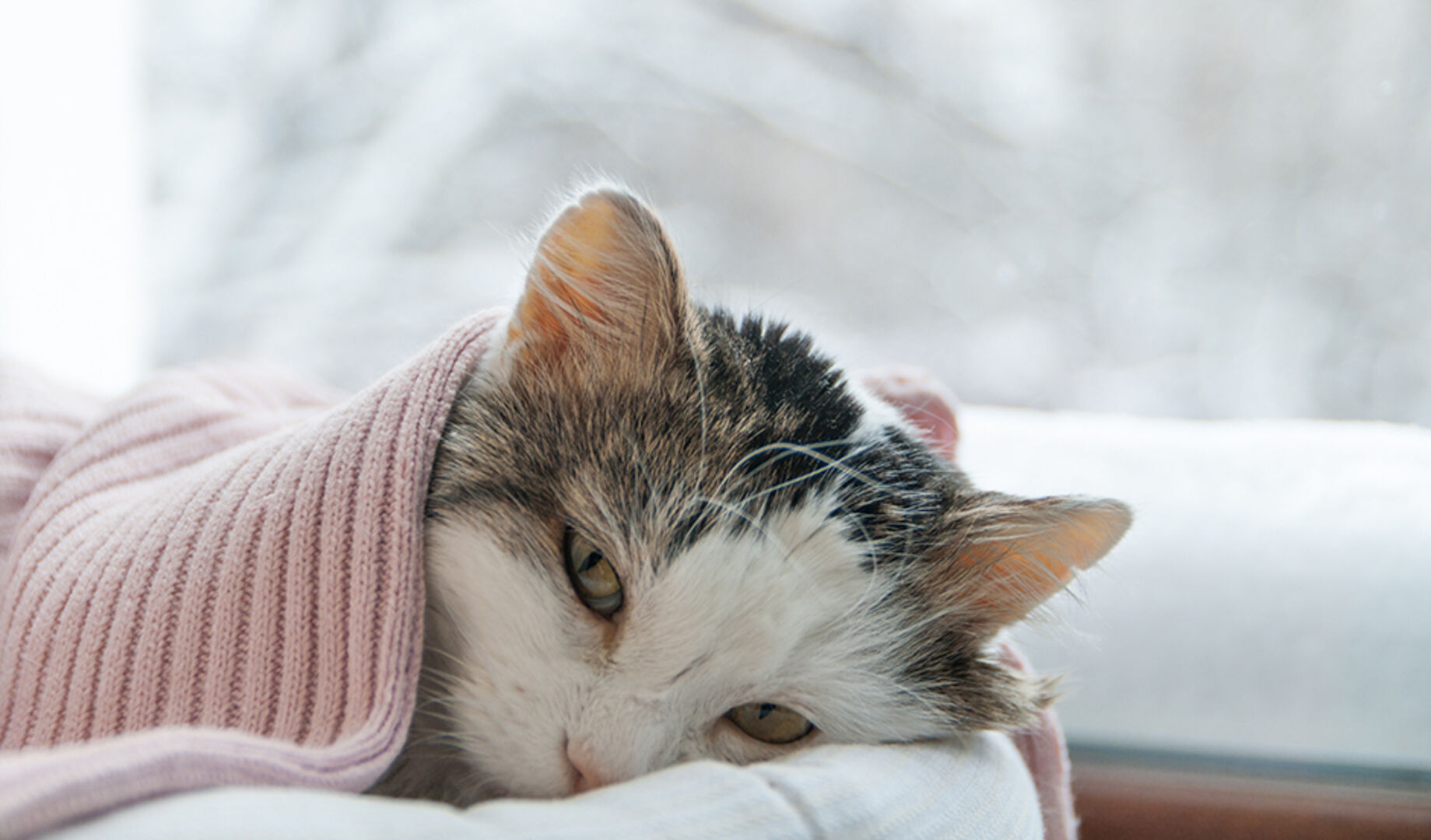 Katze verkriecht sich unter die Decke | Credit: iStock.com/Tanchic