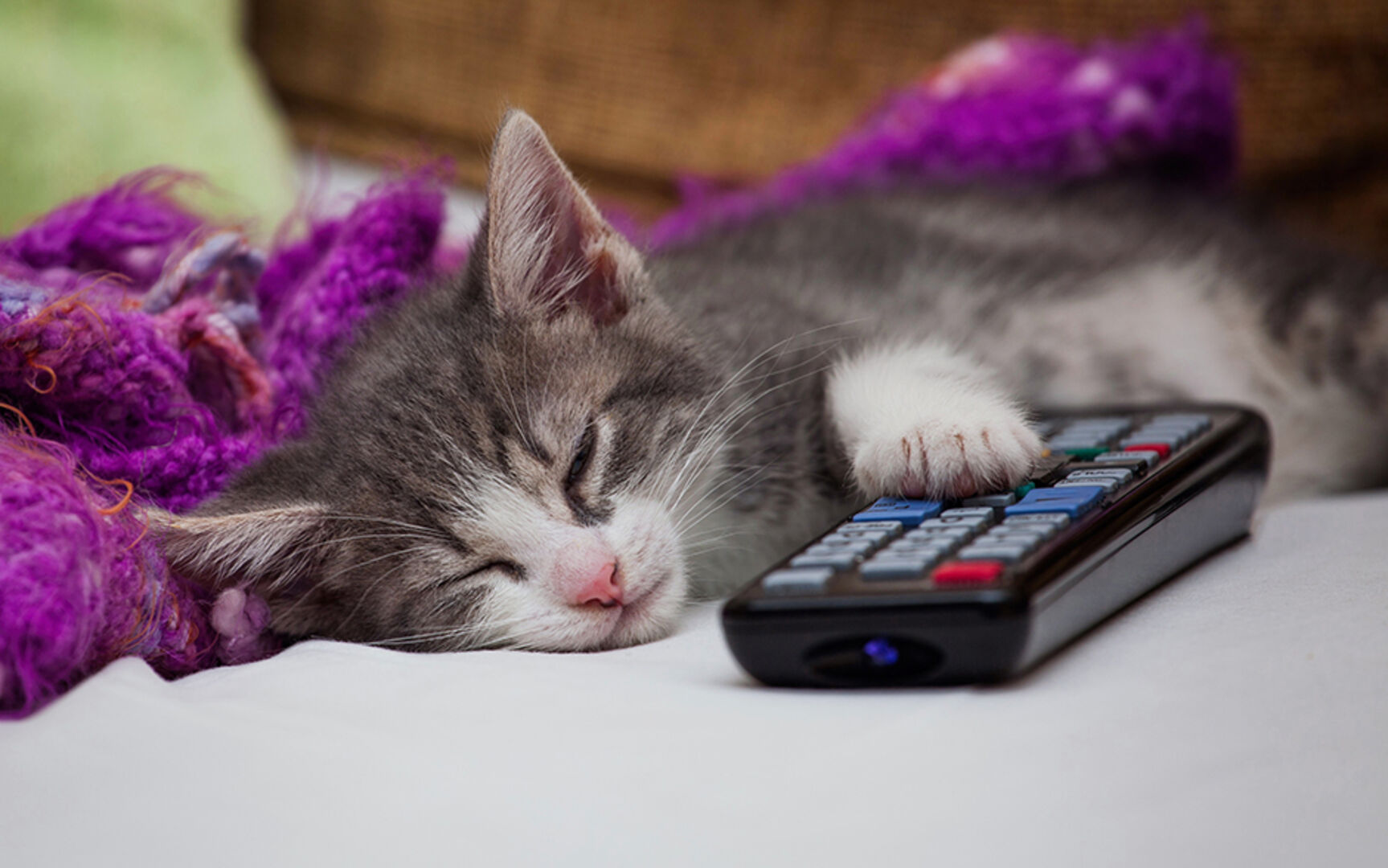 Katze beim Entspannen auf der Couch neben der Fernsteuerung des Fernsehers | Credit: iStock.com/ogiana