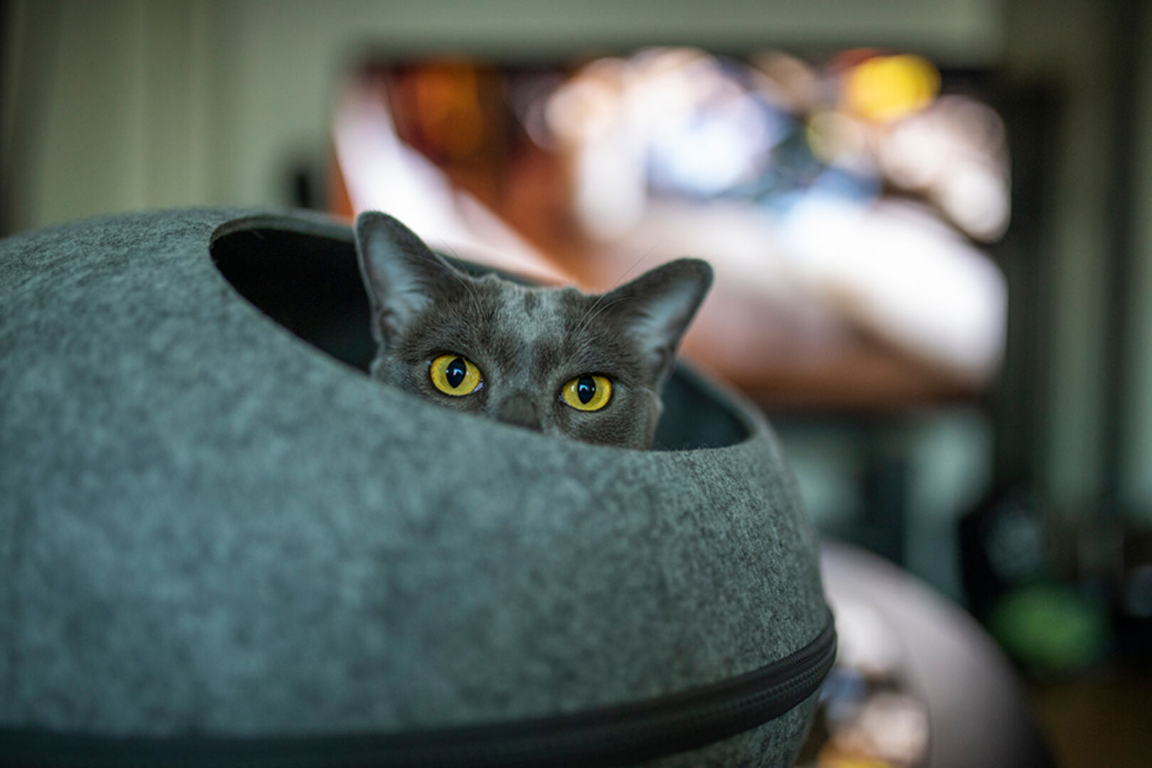 Katze blickt aus ihrem Katzenkorb im Wohnzimmer heraus | Credit: iStock.com/Angela Kotsell