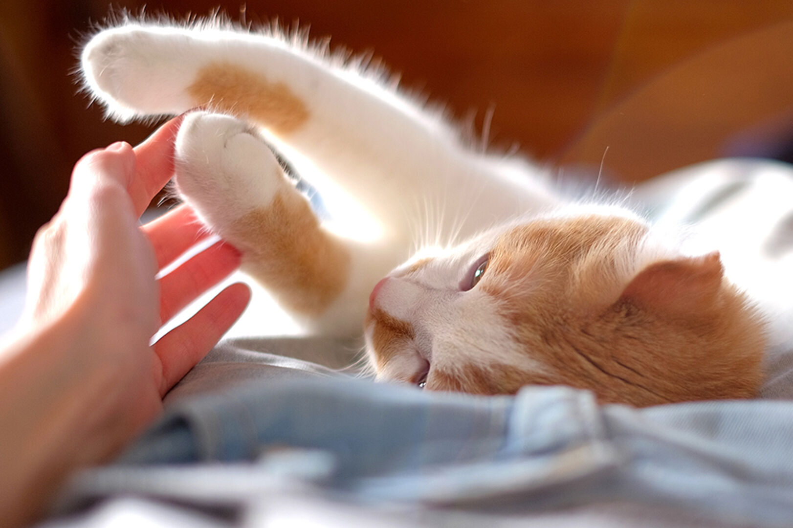 Kleine Katze spielt im Liegen mit ihrer Besitzerin | Credit: iStock.com/taniche