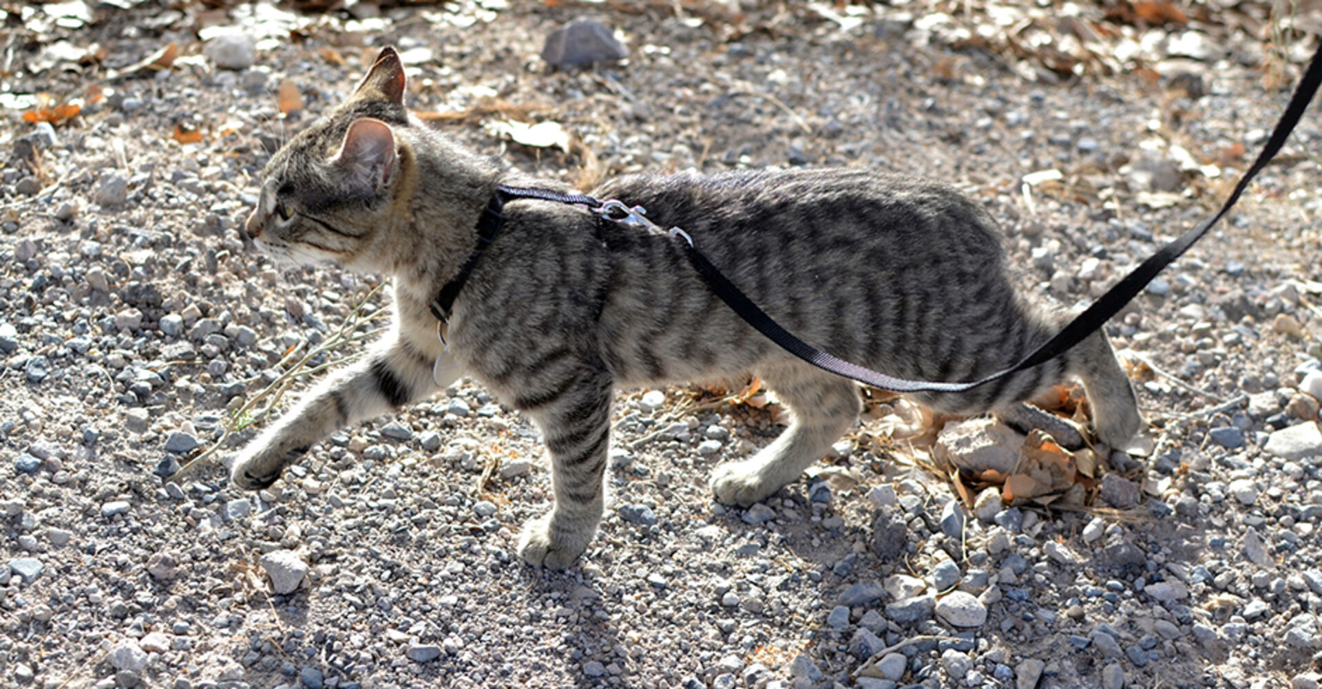 Katze wird an der Leine Gassi geführt | Credit: iStock.com/MW47