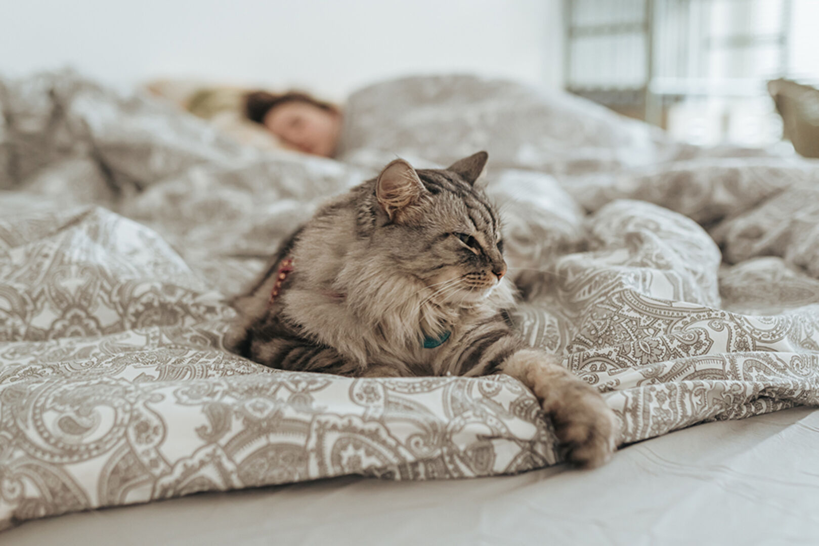 Katze liegt entspannt ausgestreckt auf dem Bett ihrer Besitzerin | Credit: iStock.com/Larisa Stefanuyk