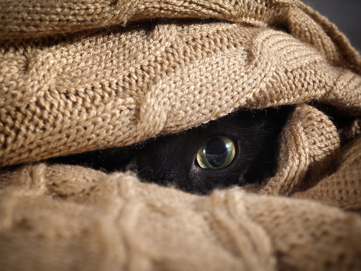 Schwarze Katze blinzelt aus ihrem Versteck hervor | Credit: iStock.com/kozorog