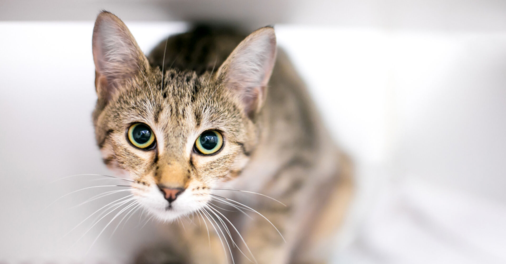 Katze in Lauerstellung | Credit: iStock.com/Mary Swift