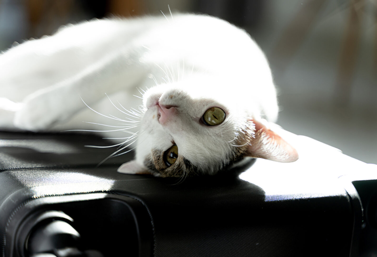 Katze liegt entspannt auf einem Reisekoffer | Credit: iStock.com/Nuthawut Somsuk