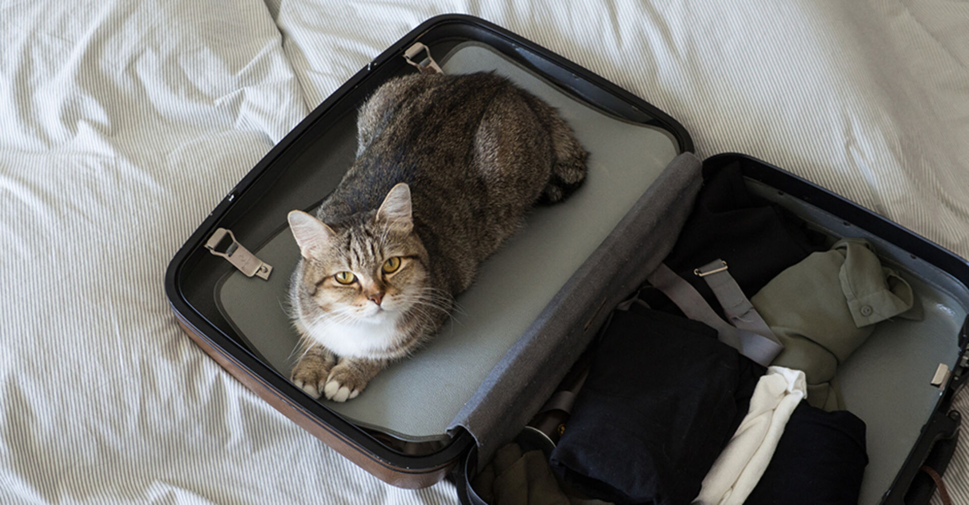 Katze macht es sich auf dem Reisekoffer ihres Besitzers gemütlich | Credit: iStock.com/1827photography