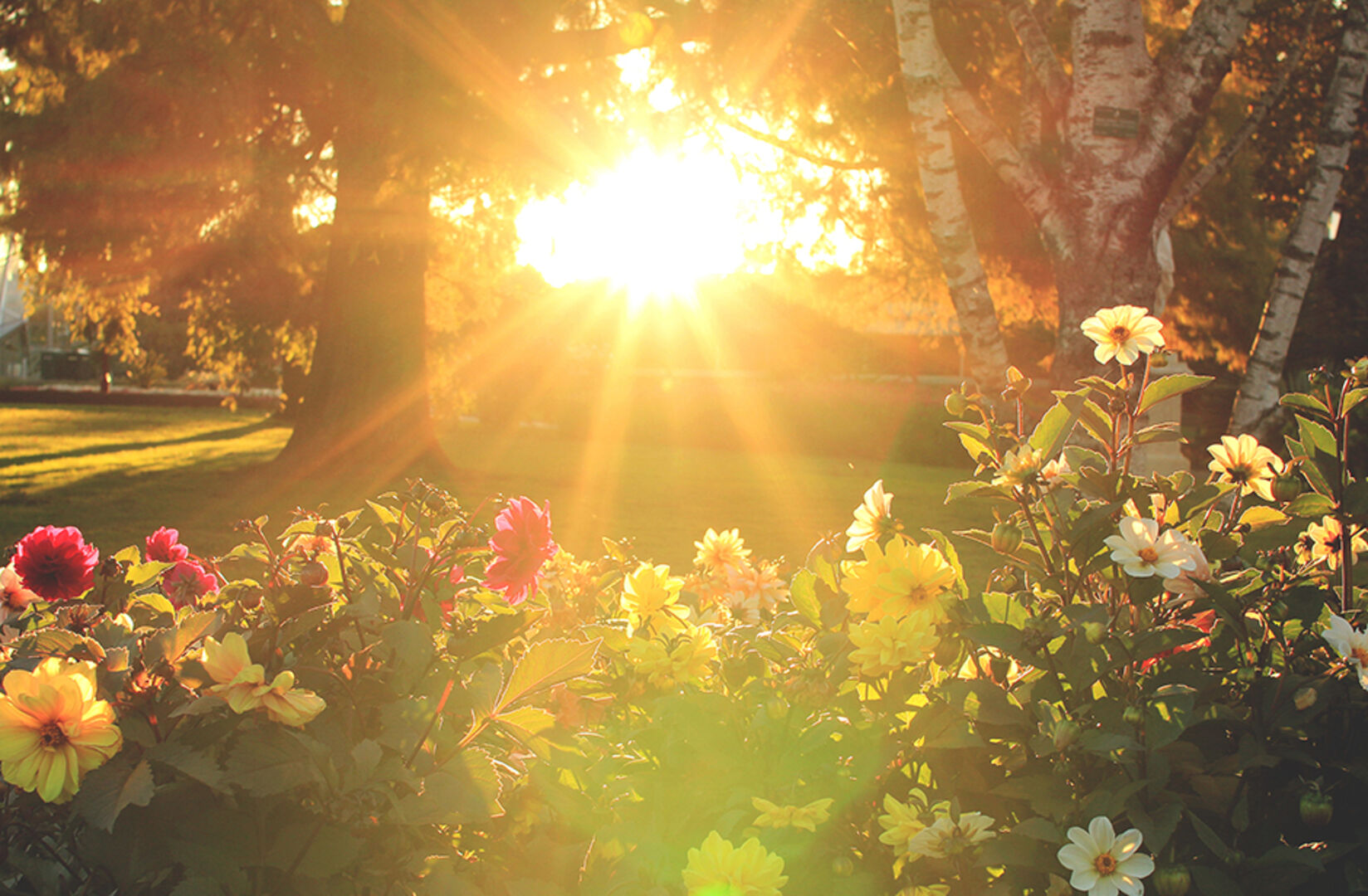 Wunderschöner Garten bei Sonnenuntergang | Credit: iStock.com/Julia_Kuleshova