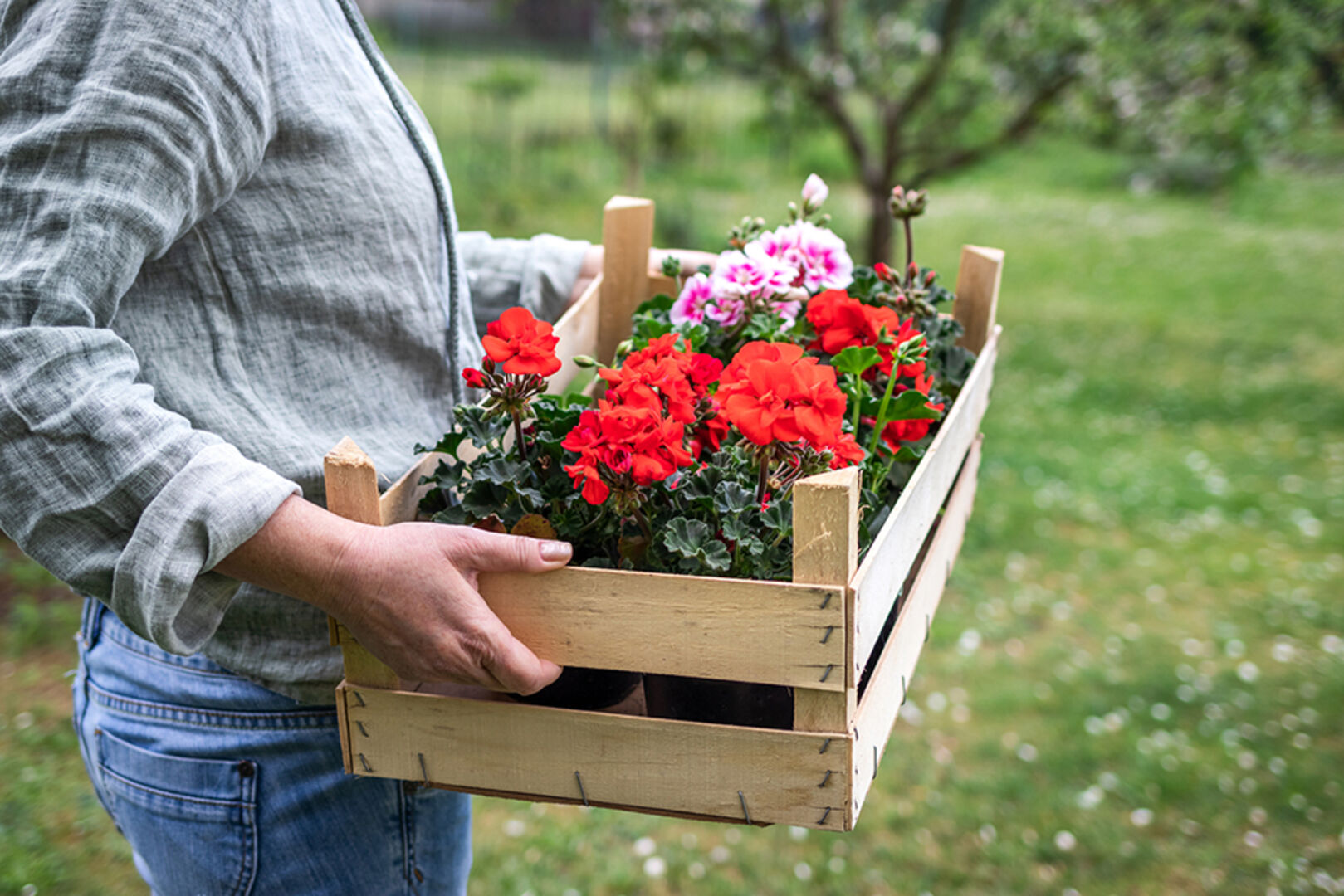 Junge Frau transportiert Gartenblumen in einer Holzkiste | Credit: iStock.com/Zbynek Pospisil