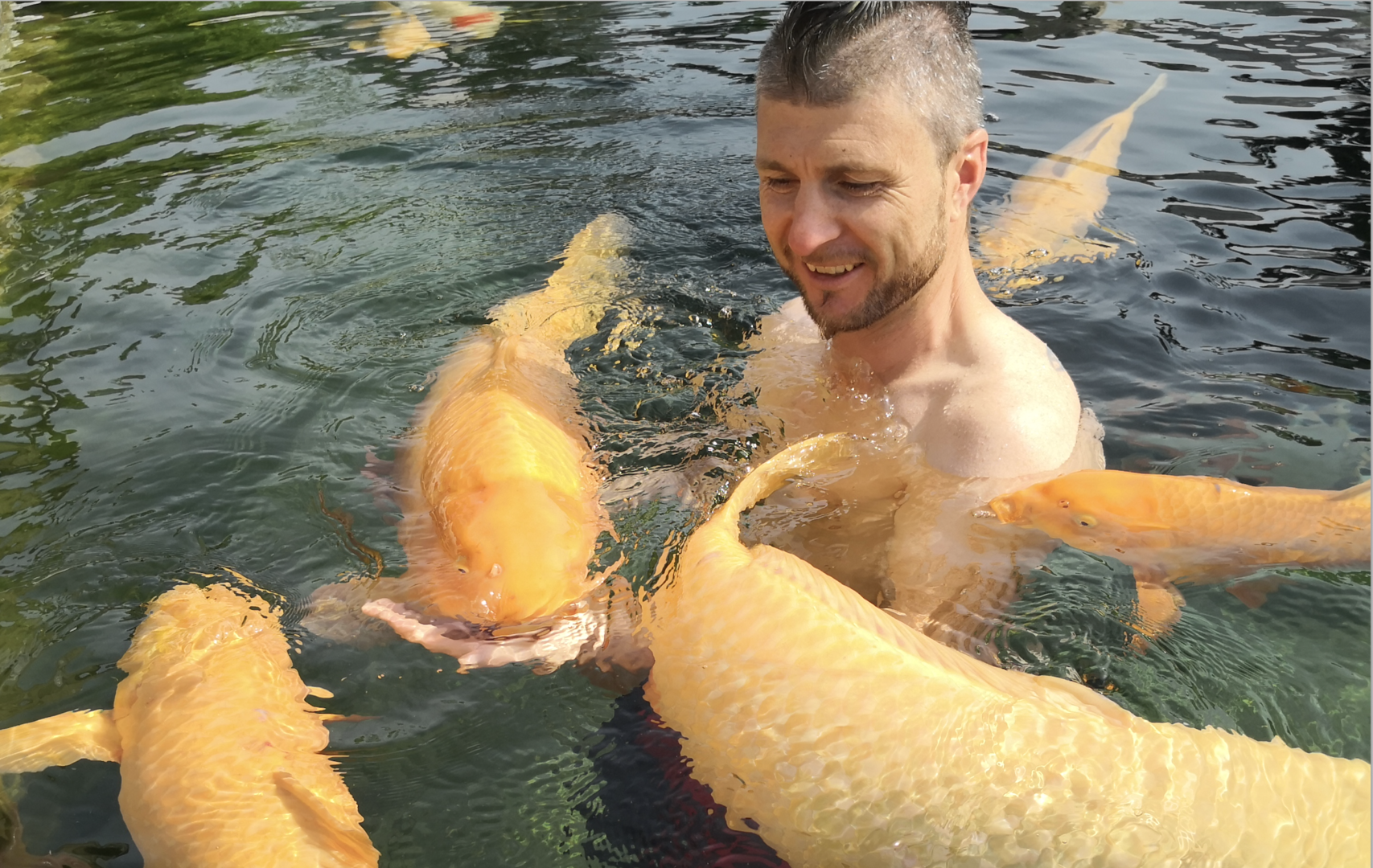 Reinfried Herbst schwimmt mit seinen Fischen. | Credit: koialm-salzburg.at