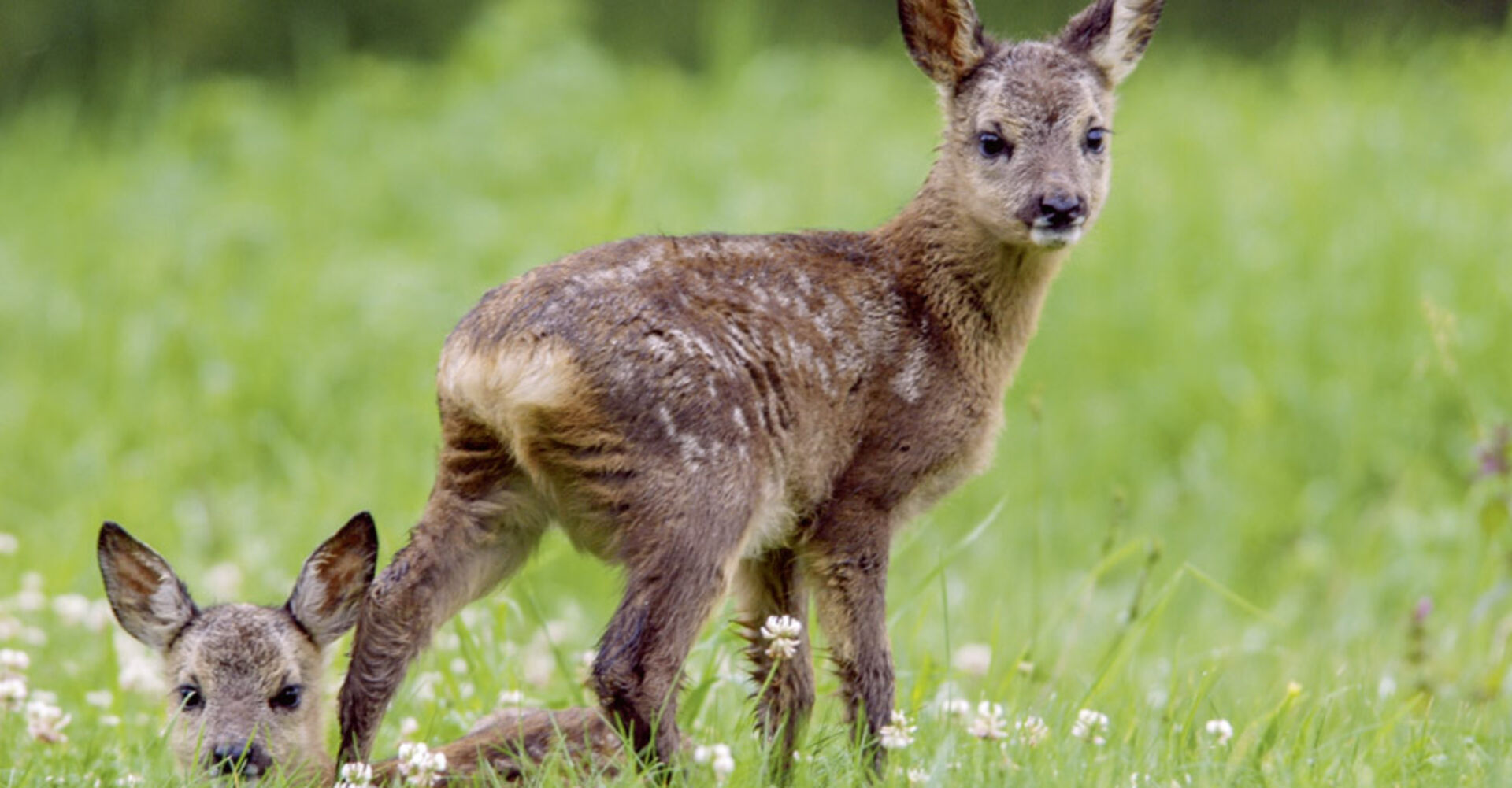Zwei Rehkitze auf einer Blumenwiese