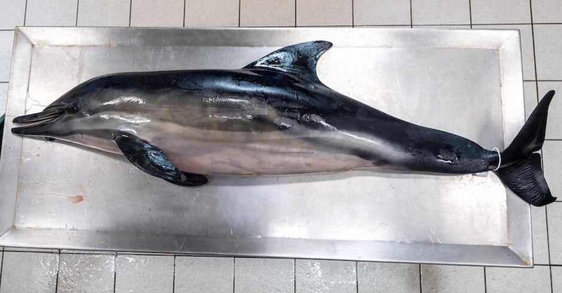 Delfin auf Seziertisch