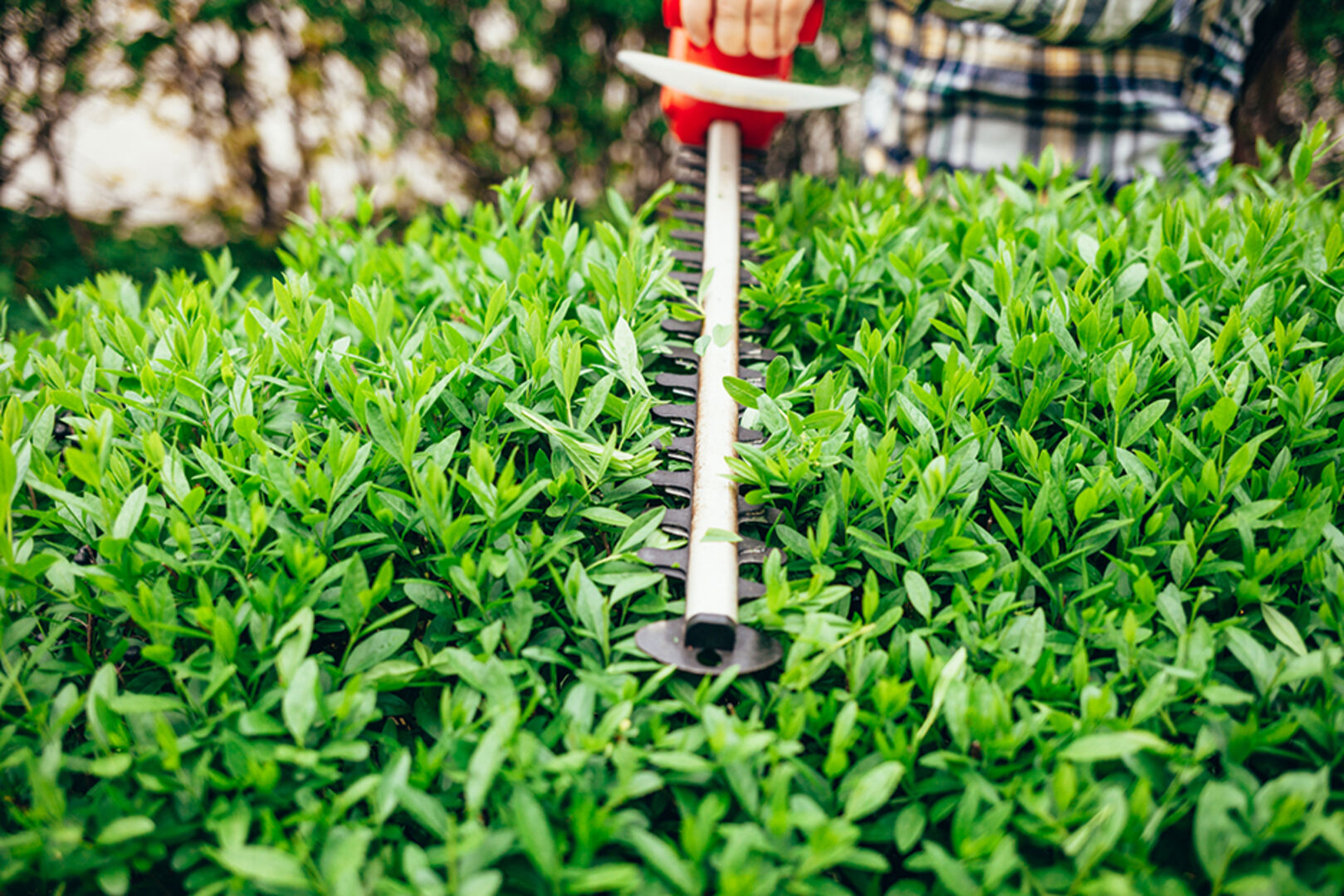 Mann bei der Gartenarbeit mit Heckenschere | Credit: iStock.com/Andrii Borodai