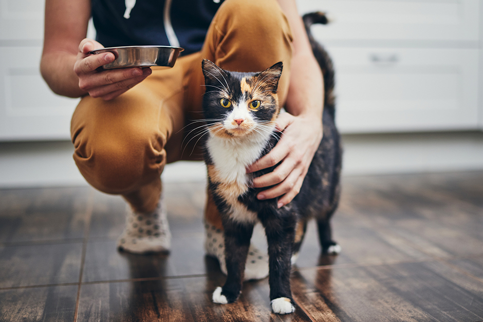 Eine Katze mit ihrem Besitzer | Credit: iStock.com/Chalabala