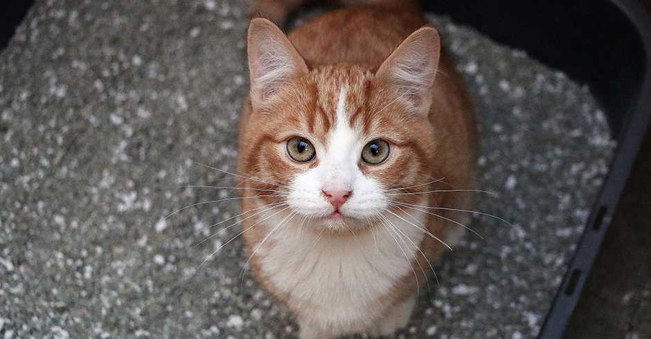 Katze sitzt in ihrer Katzentoilette | Credit: iStock.com/BiancaGrueneberg