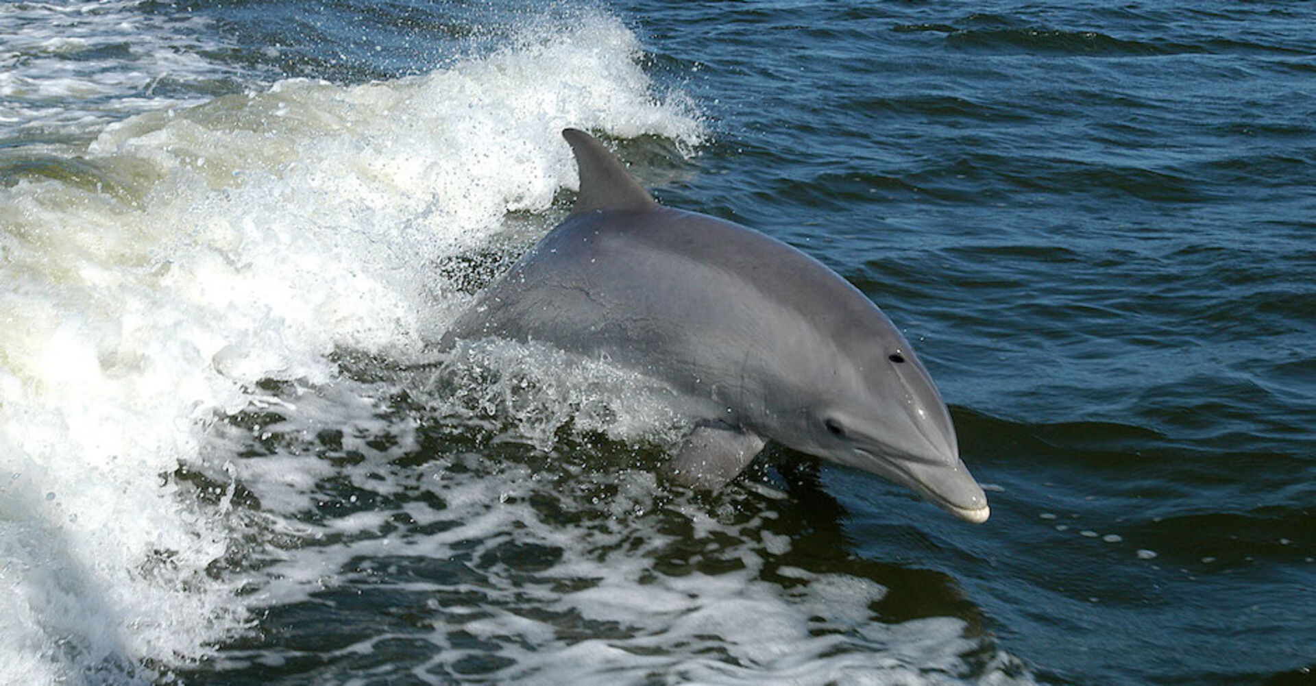 Delfin springt aus dem Wasser