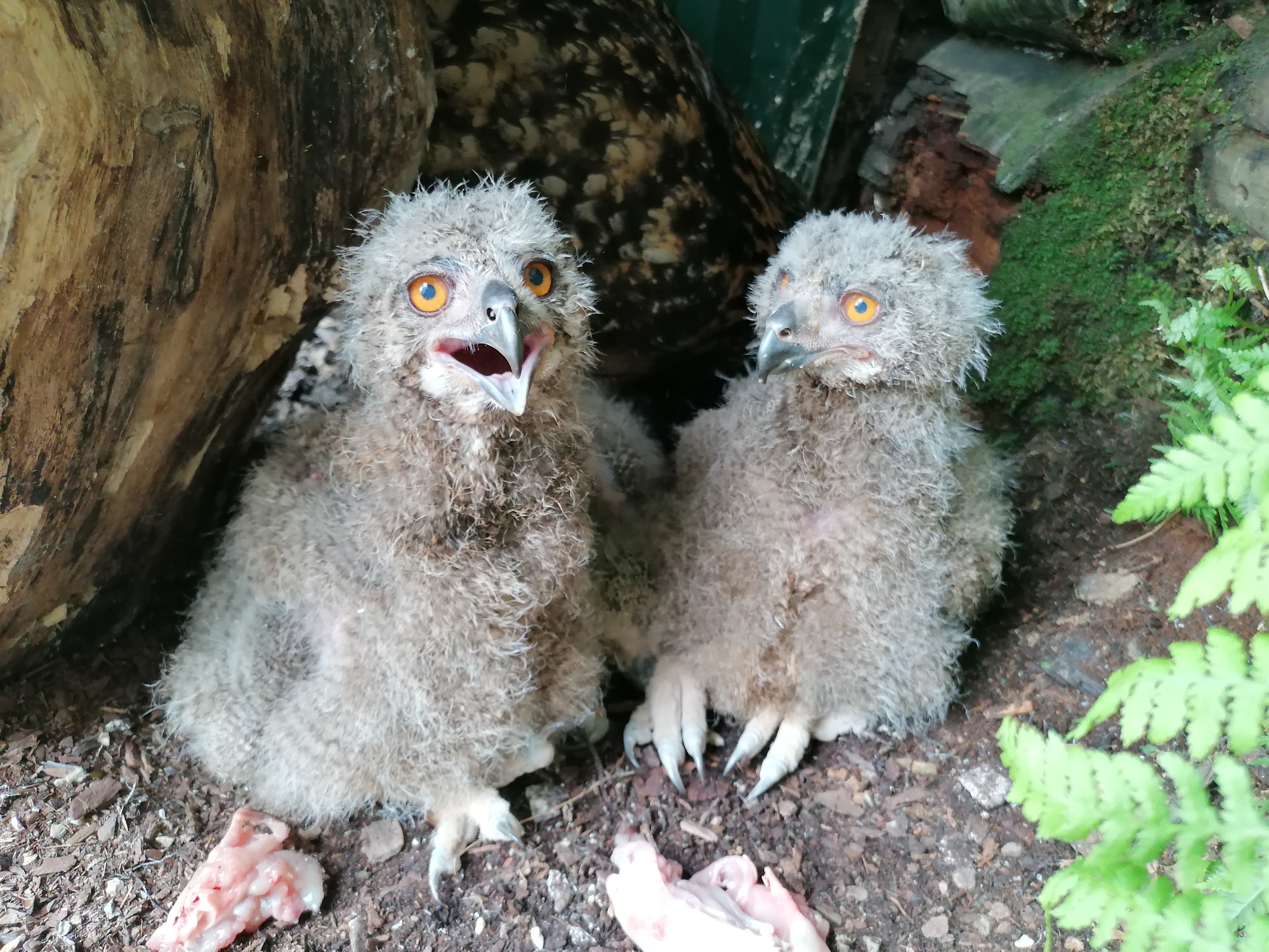 Uhu-Babys
