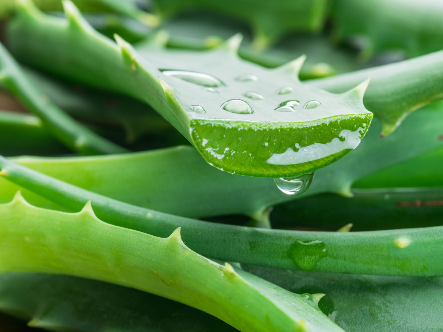 Aloe Vera | Credit: iStock.com/ValentynVolkov