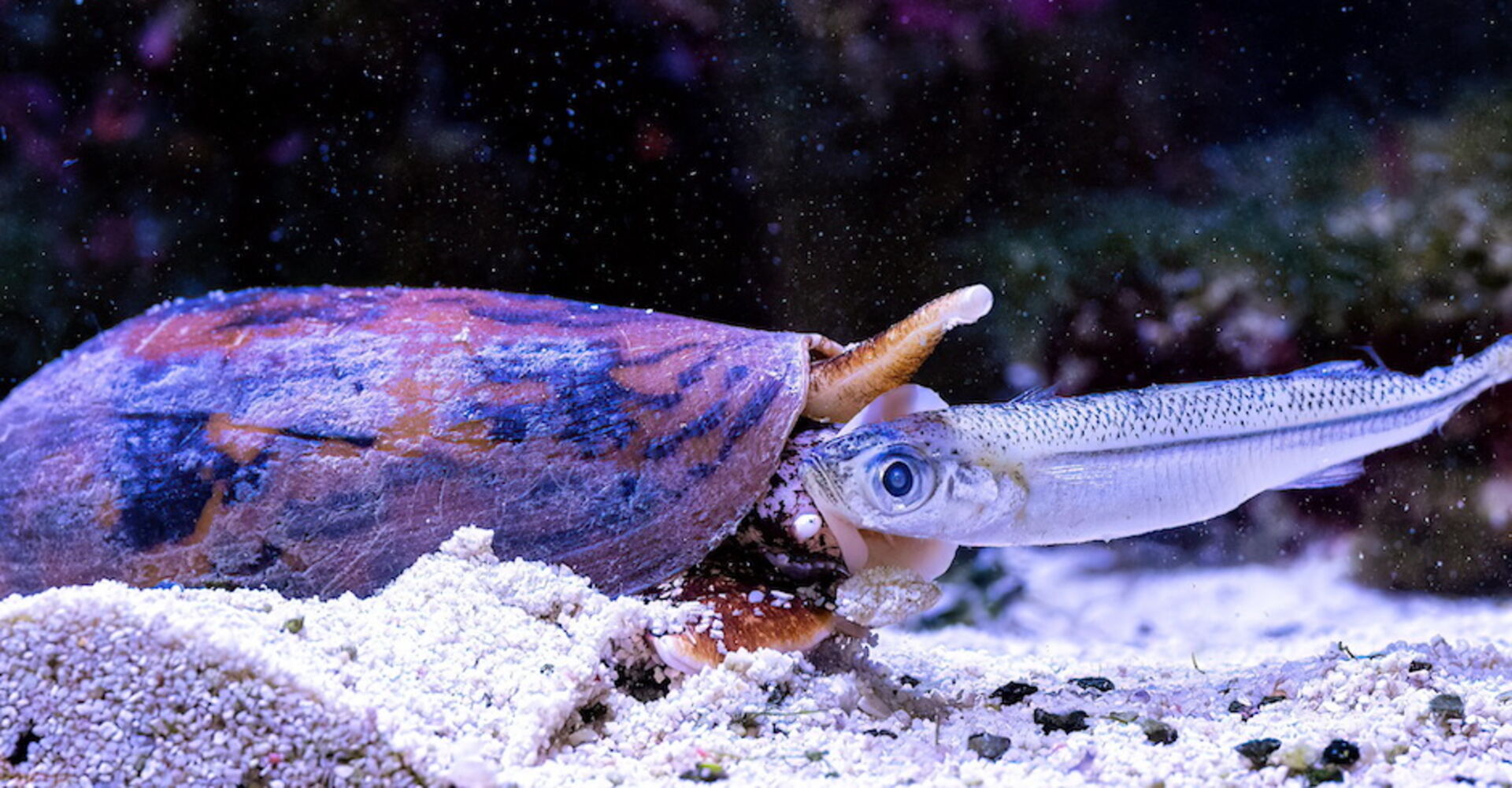 Kegelschnecke | Credit: Dominik Moser