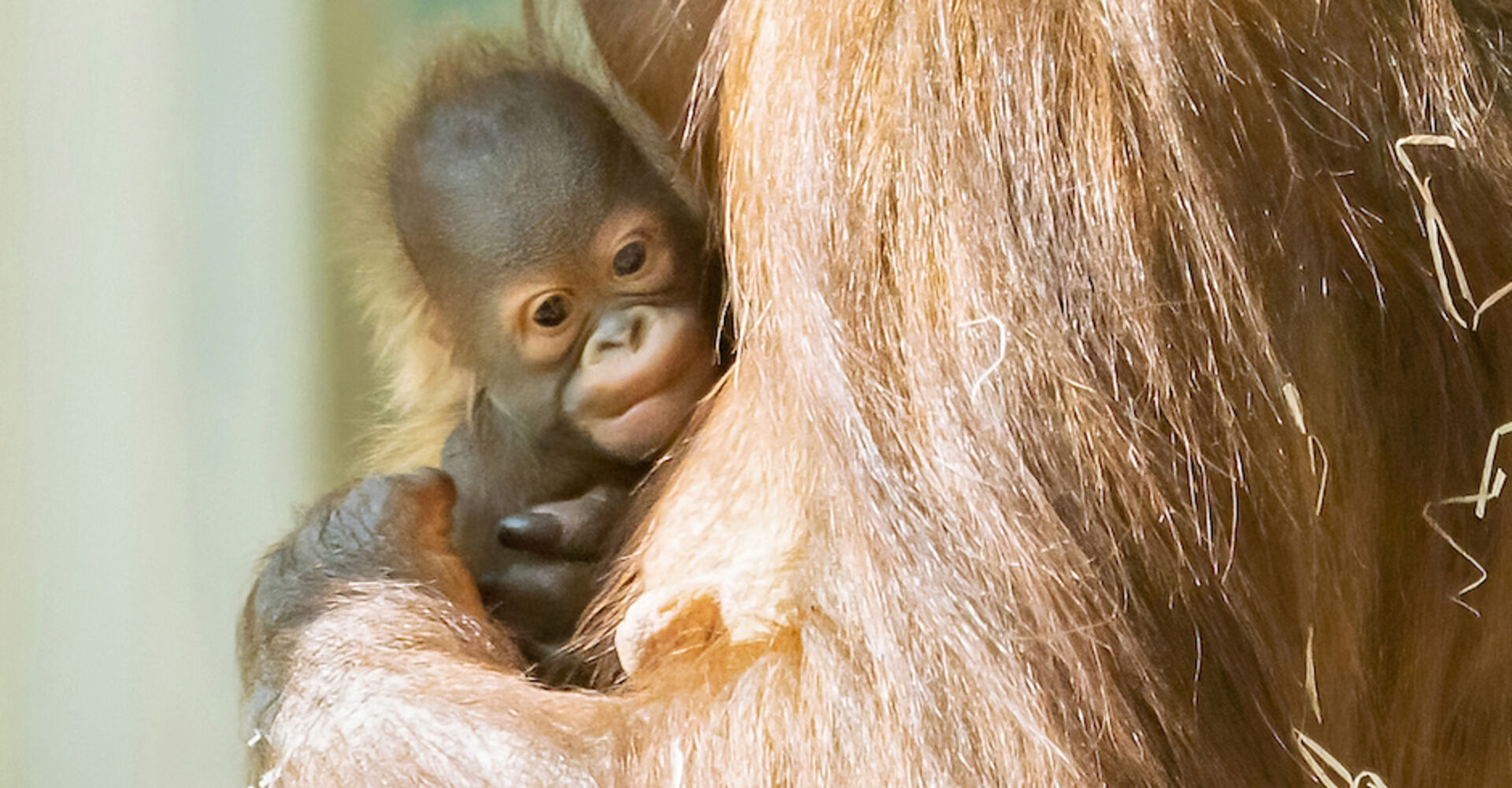 Orang-Utan-Baby mit Affen-Mama| Credit: Daniel Zupanc