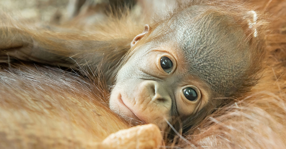 Orang-Utan-Baby mit großen Augen | Credit:  Daniel Zupanc