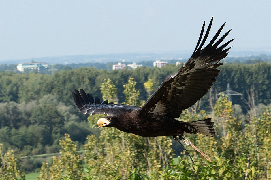 Adler im Anflug | Credit: Johanna Schlosser / picturedesk.com