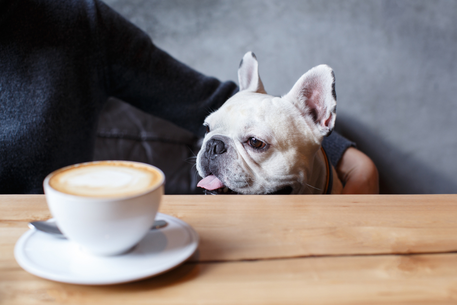 Frau mit Hund in einem Lokal bei einer Tasse Kaffee | Credit: iStock.com/Valeriya Anufriyeva