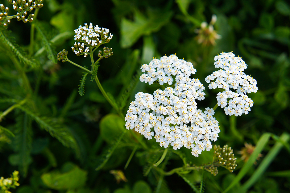 Schafgarben in freier Natur | Credit: iStock.com/skymoon13