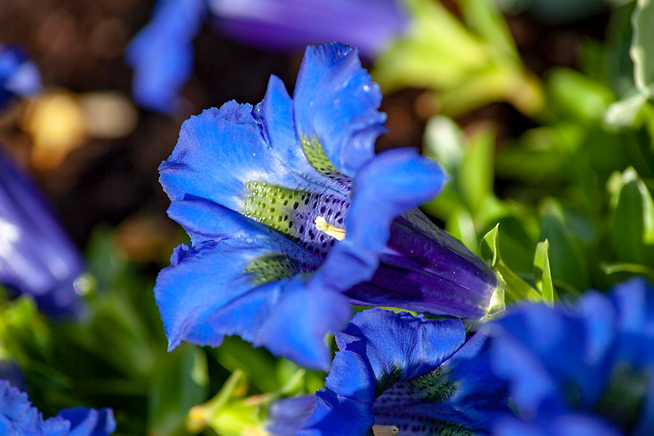 Enzian | Credit: iStock.com/undefined undefined