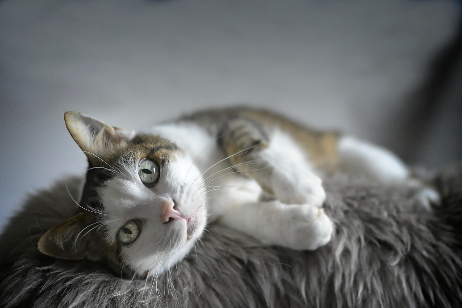 Katze liegt entspannt ausgestreckt auf ihrer Kuscheldecke | Credit: iStock.com/Lightspruch