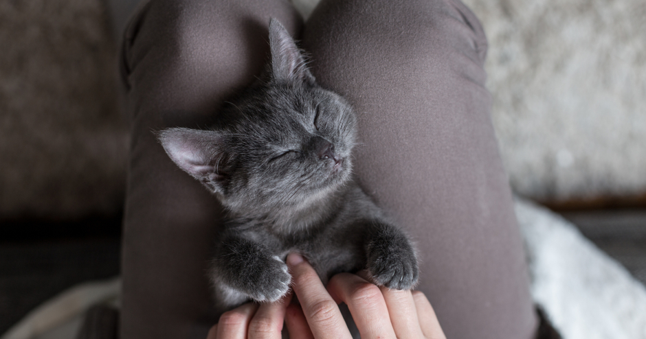 Kleine Katze liegt entspannt auf dem Schoß ihrer Besitzerin | Credit: iStock.com/npdesignde