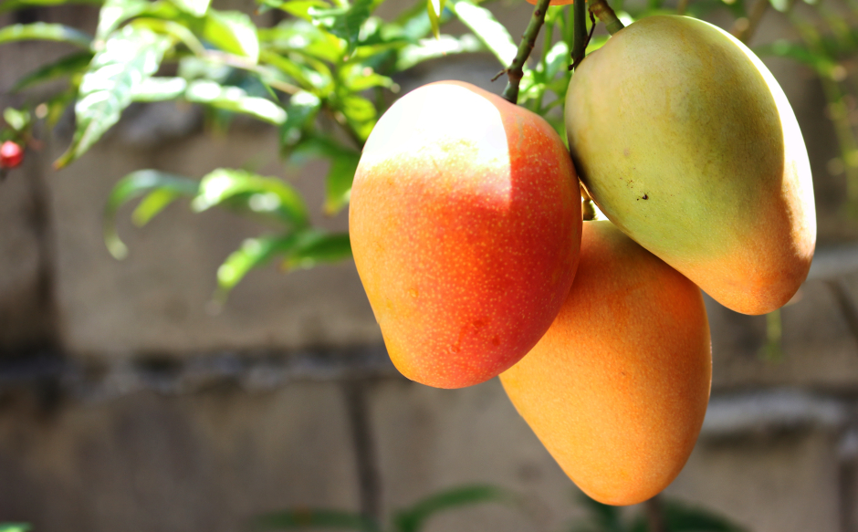 Ataulfo-Mangos | Credit: iStock.com/Khonte Abejuela