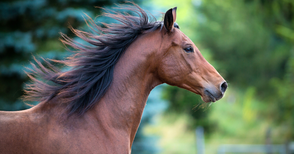 Laufendes braunes Pferd von der Seite | Credit: iStock.com/Alexia Khruscheva