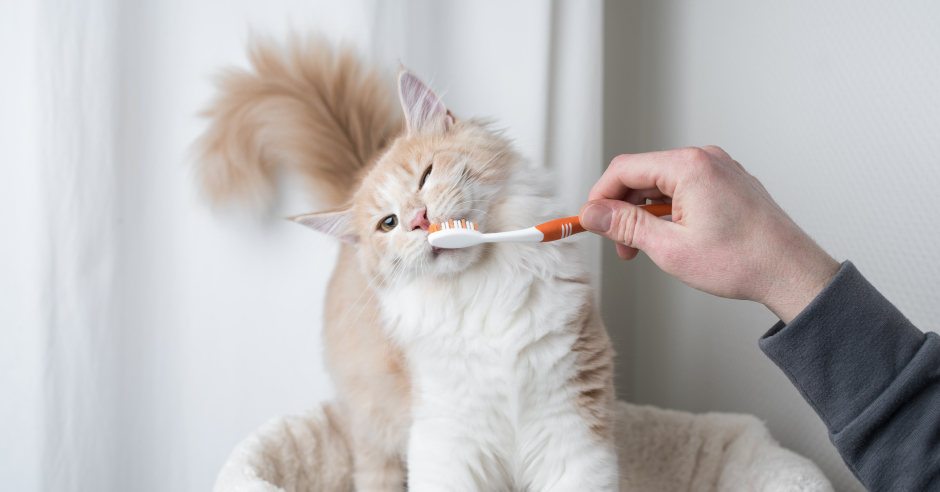 Mann putzt seiner Katze die Zähne | Credit: iStock.com/Nils Jacobi