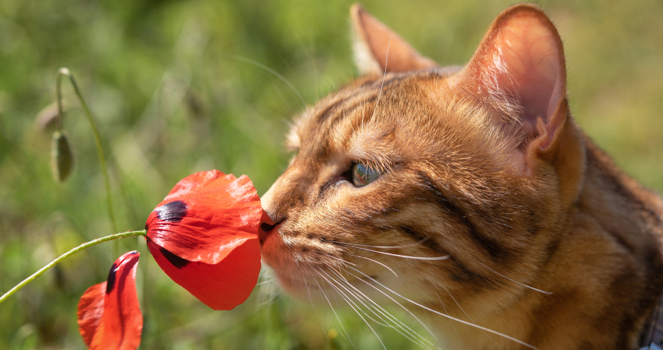 Katze schnuppert an einer Mohnblume | Credit: iStock.com/Svetlana Sultanaeva