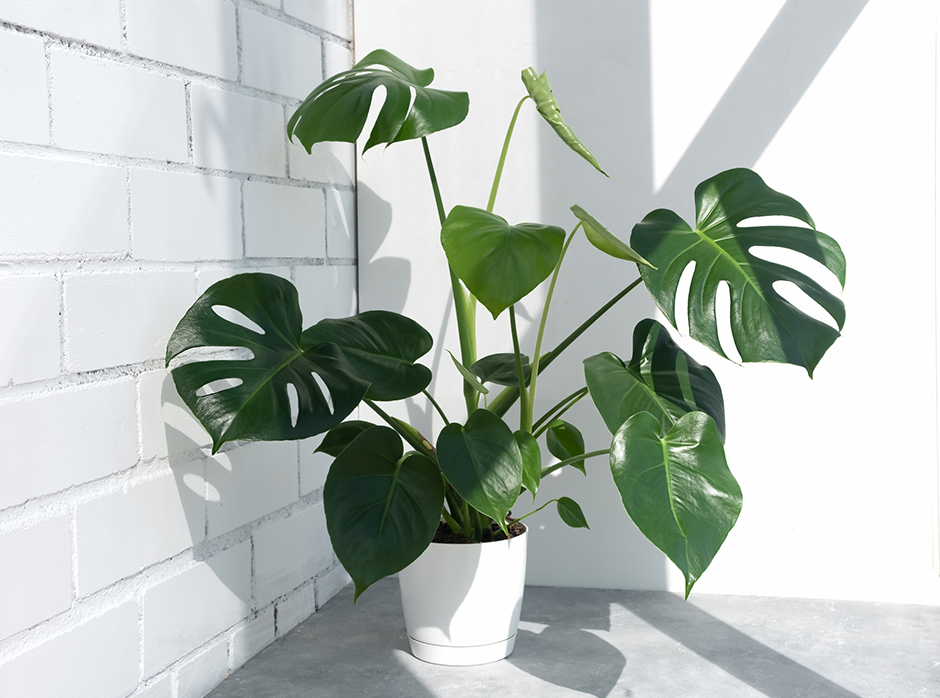 Monstera in der Ecke eines Zimmers | Credit: iStock.com/Marina Gorevaya