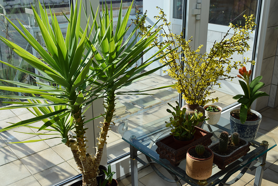 Yucca am Fenster | Credit: iStock.com/Markus Volk