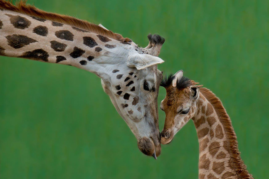 Giraffen-Mutter mit ihrem Kind | Credit: Zoo Schmiding/Peter Sterns