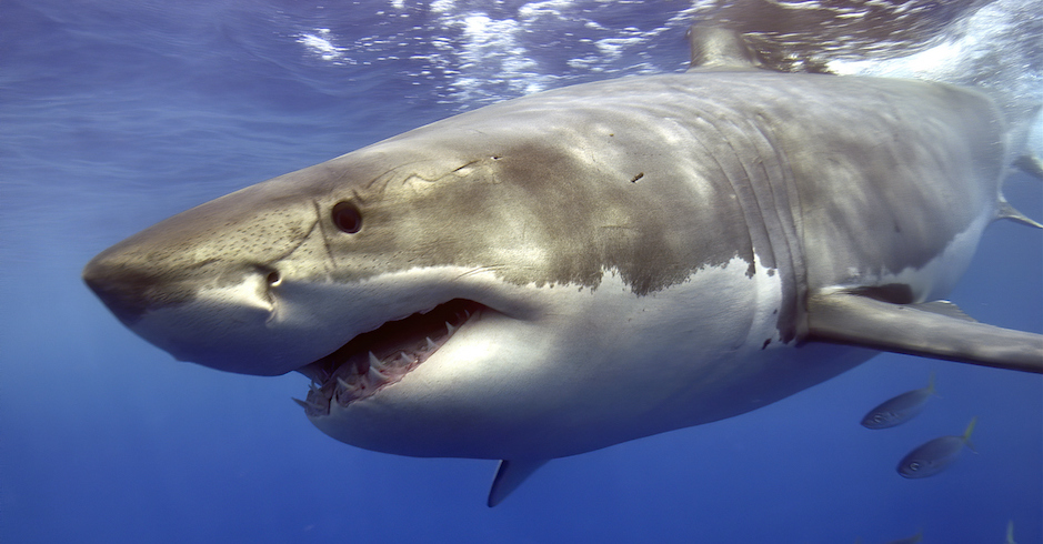 Weißer Hai I Credit: iStockphoto.com/Martin Heyn