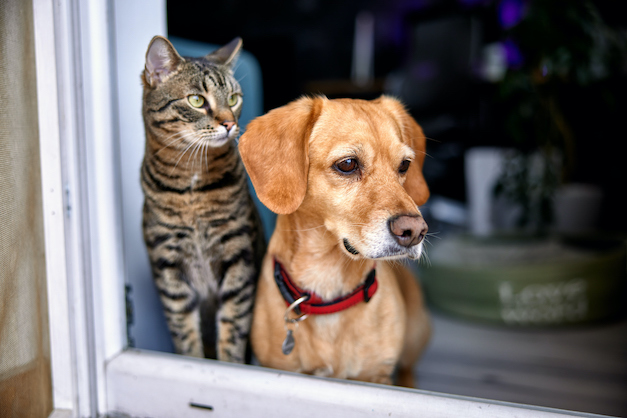 Katze und Hund